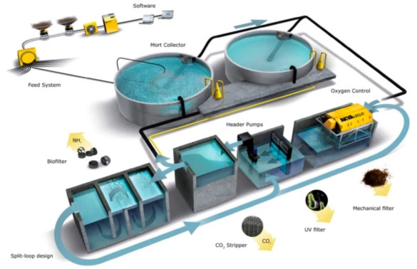 Recirculating Aquaculture System