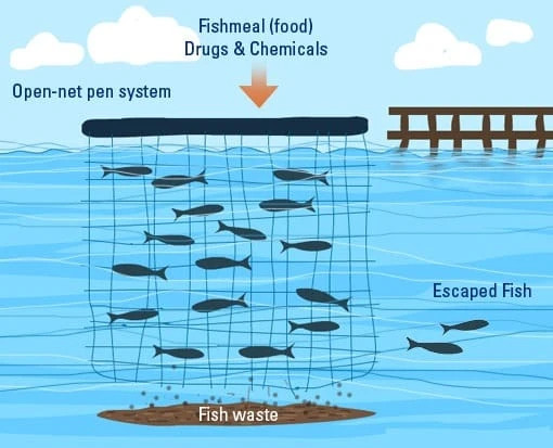 How to start a fish cage farming  Types of cages in aquaculture 